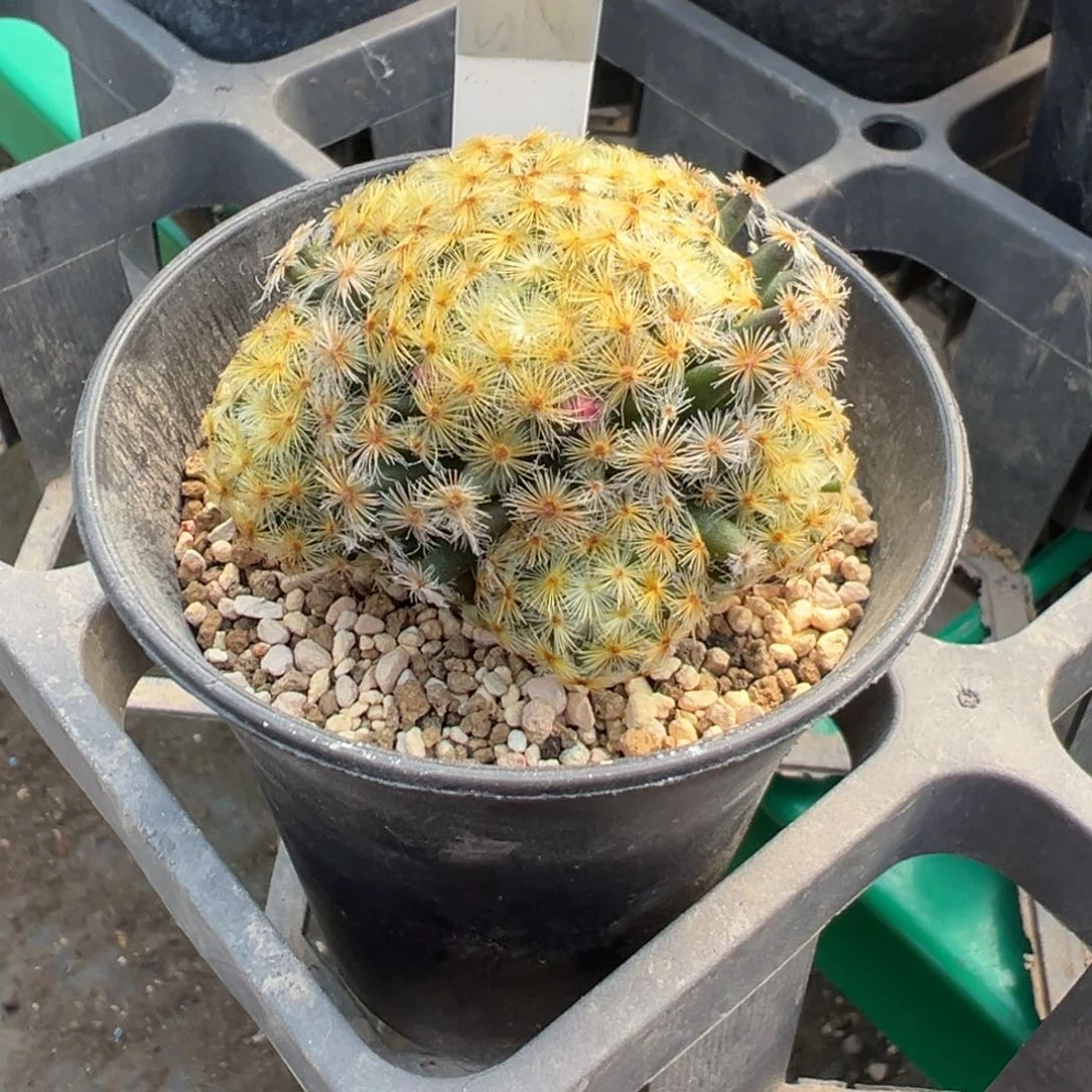 009实生根美花明星多肉植物带盆土