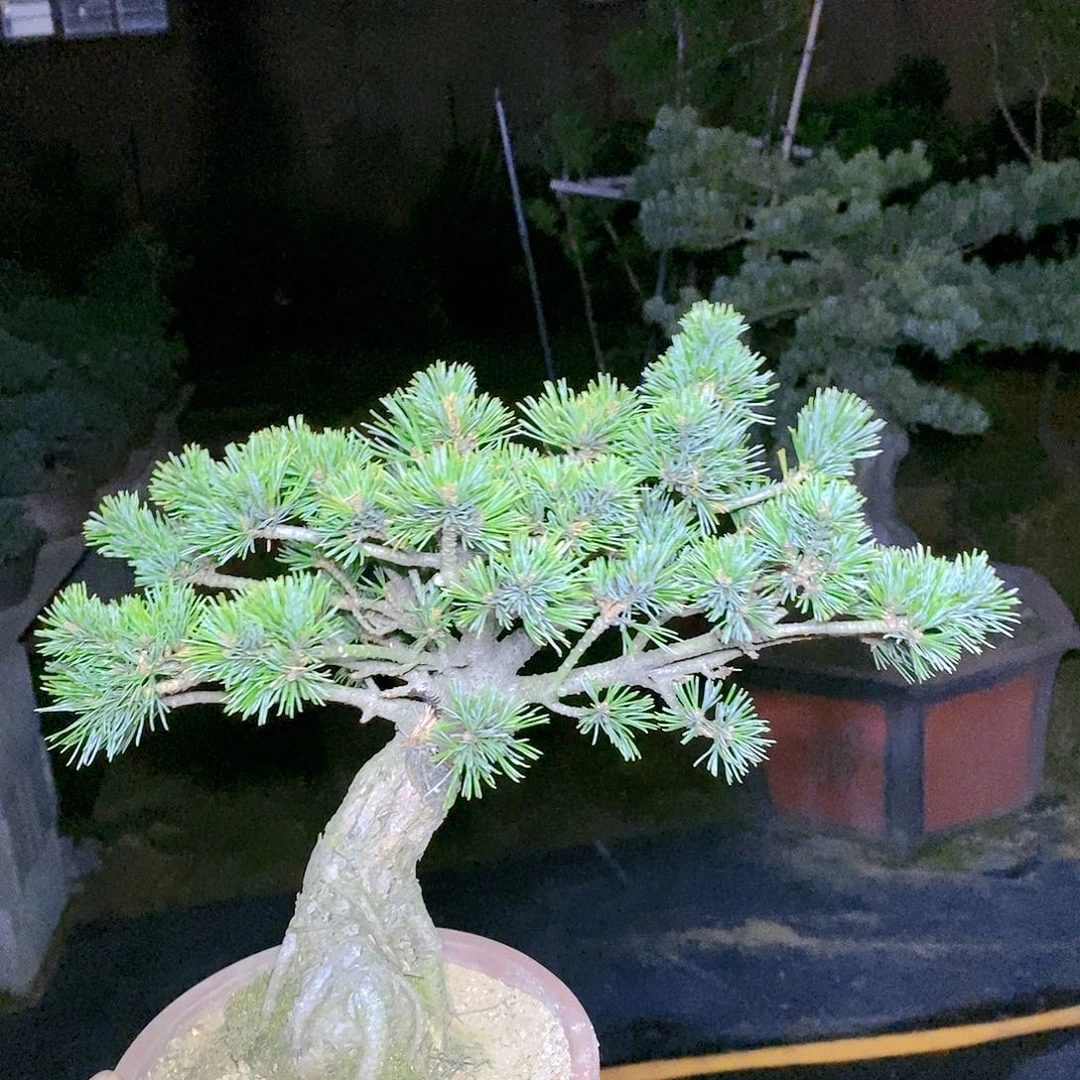 【闪购商品】无花朵