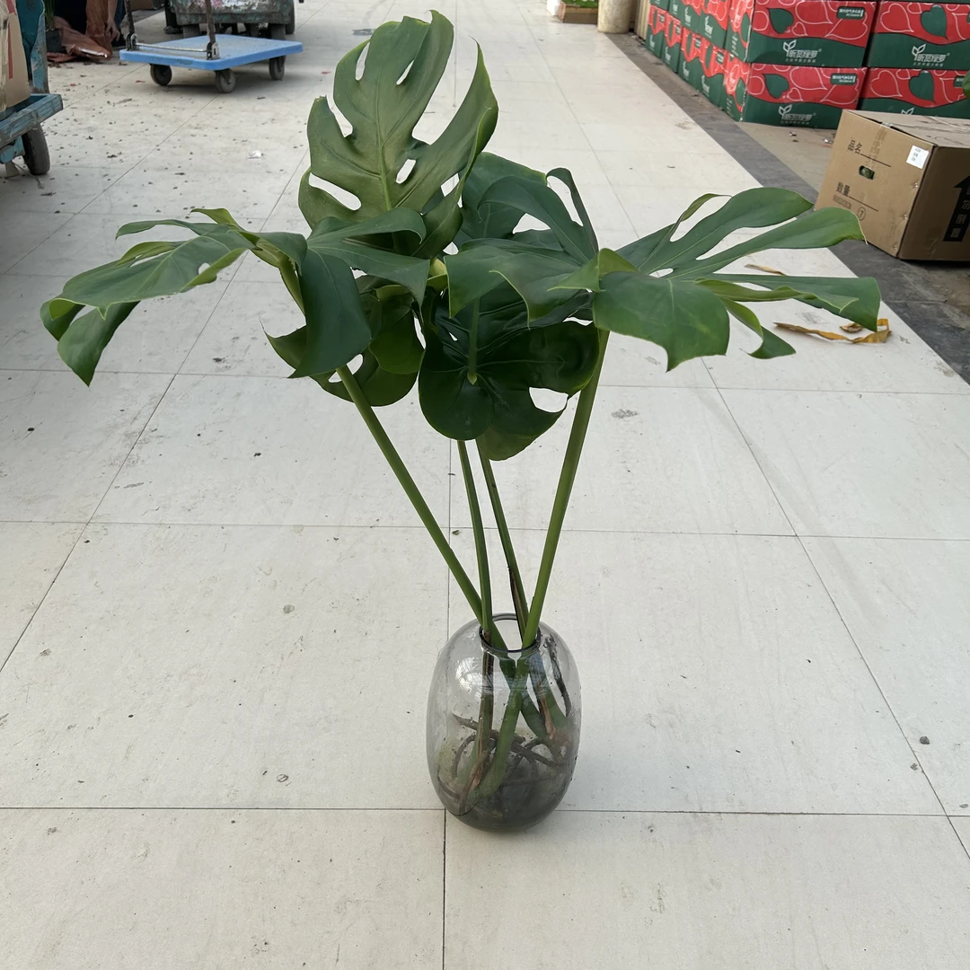 水培大叶龟背竹拍一支送一支鲜切枝 刘
