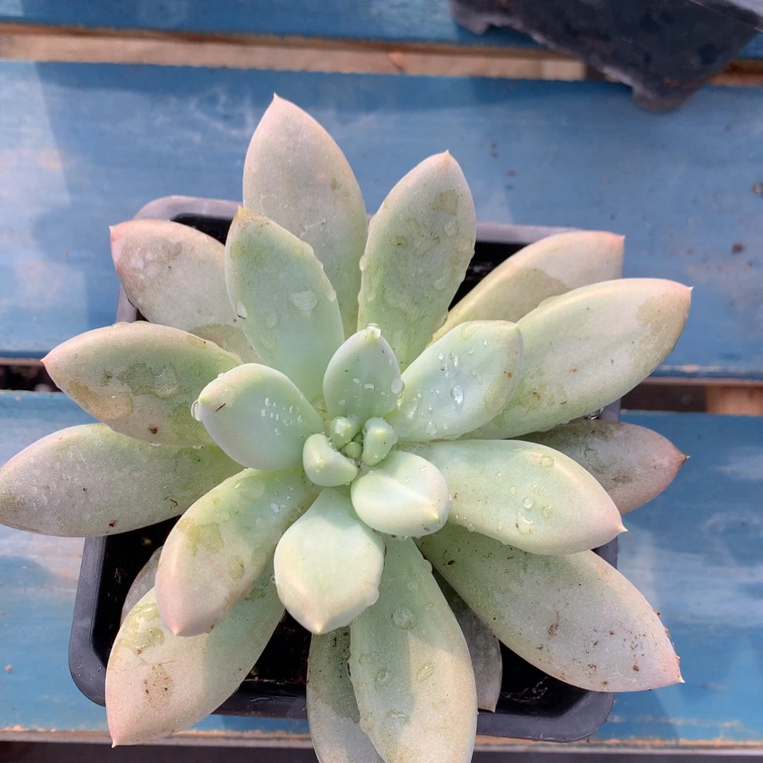 海豚体哥特萝莉开播福利