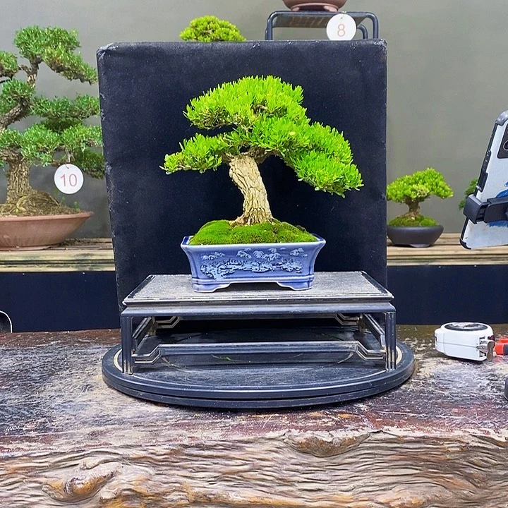 无花朵黄杨盆景四季常青