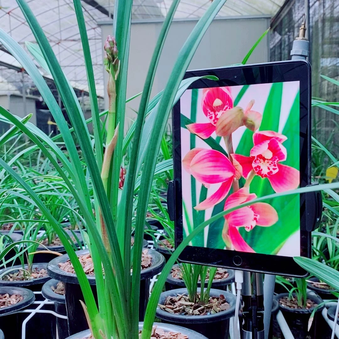 当前无花栽培后可以开花
