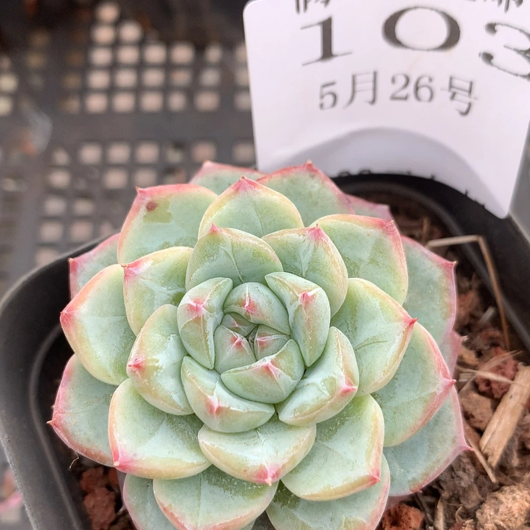 【闪购商品】云103号