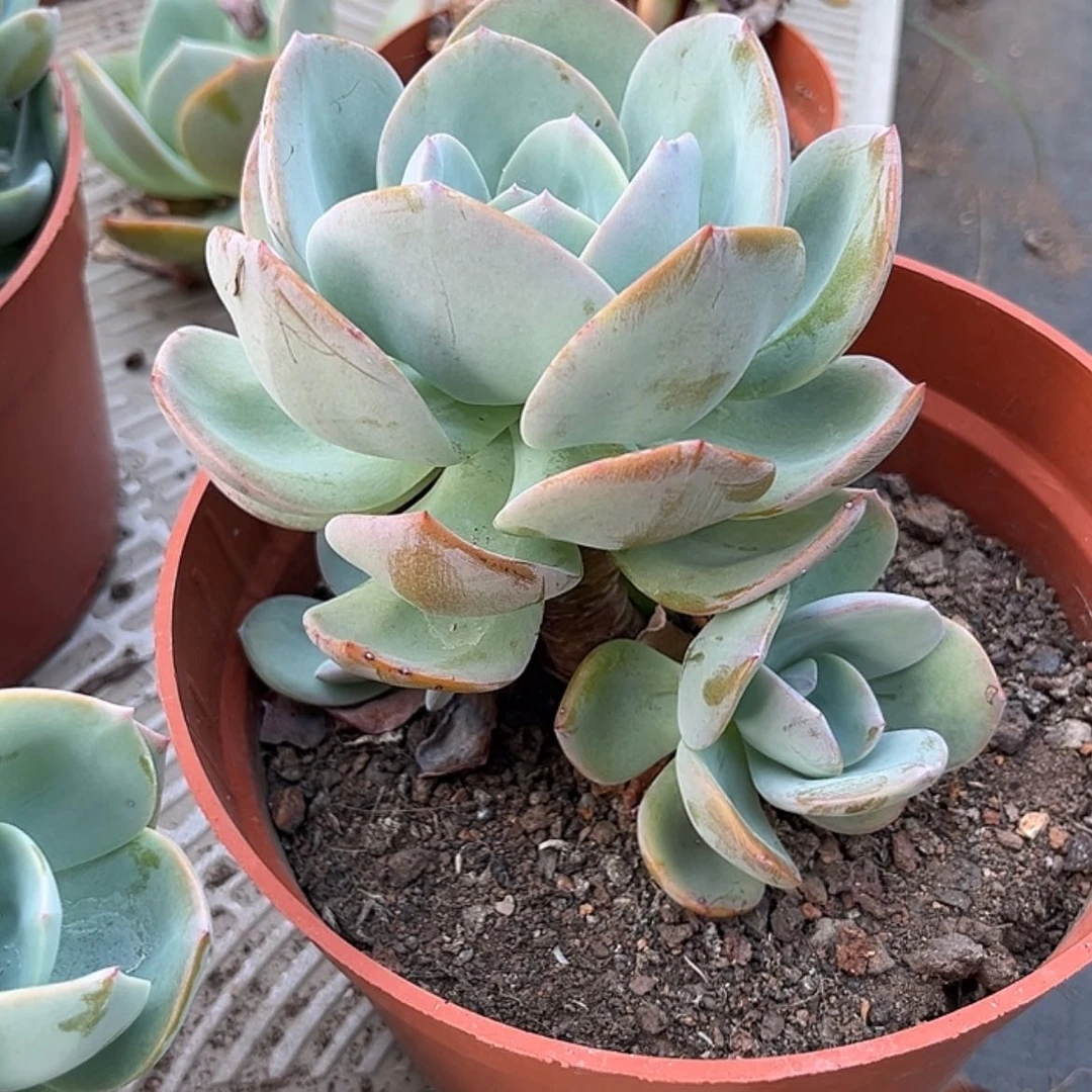 【闪购商品】无花朵澜*