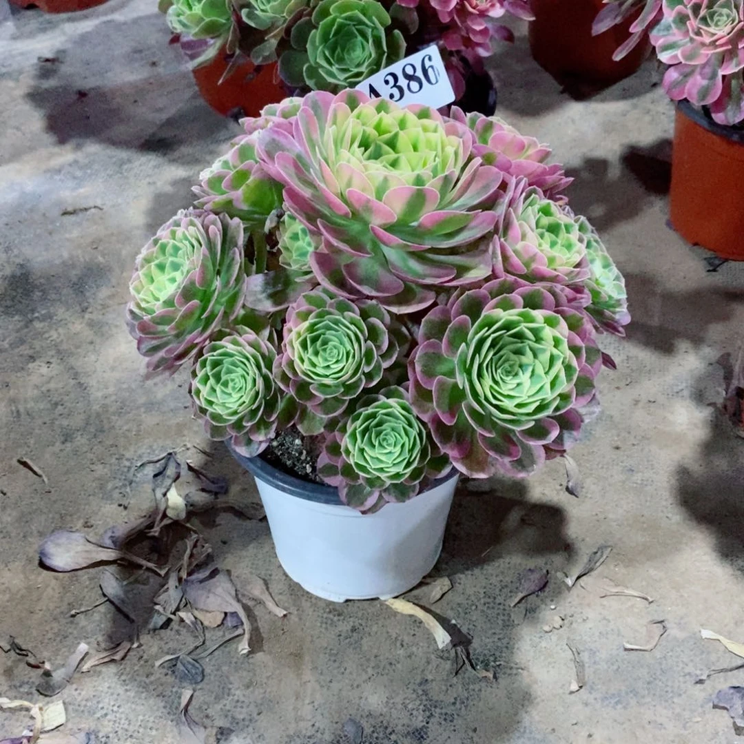 嫩桩玉姿386多肉法师