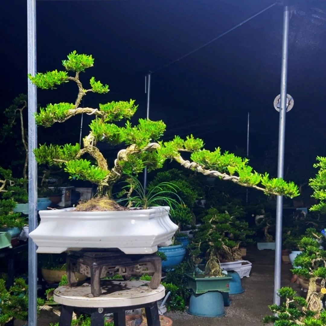 无花朵广东黄杨木盆景
