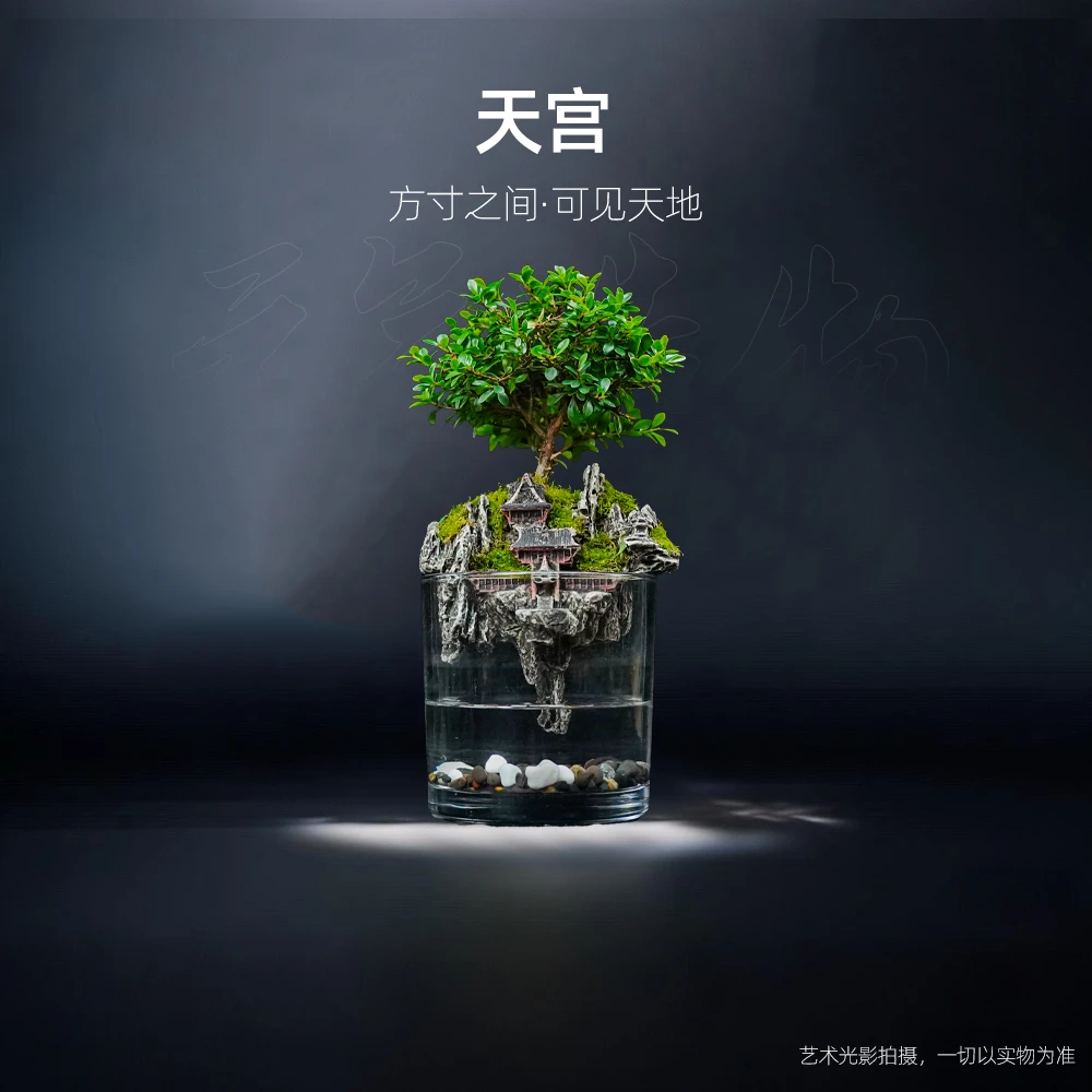 【国风】天宫—精选小叶赤楠成品整套成品真植物【尺寸：10*10】