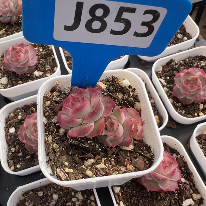 讨***葱水晶虾饺4cm多肉植物