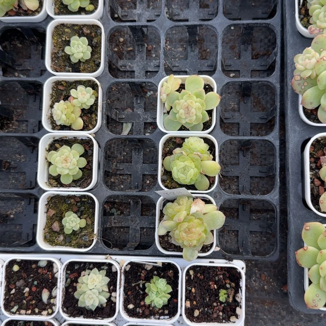 双头母竹马盆一个7床满25包邮