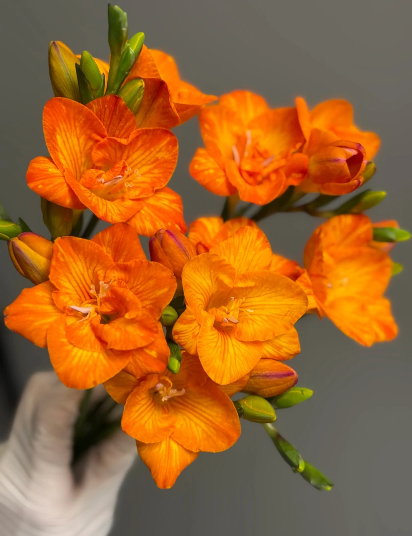 【白色+橙色香雪兰】天然香薰 家庭插花 云南基地直发 应季花材