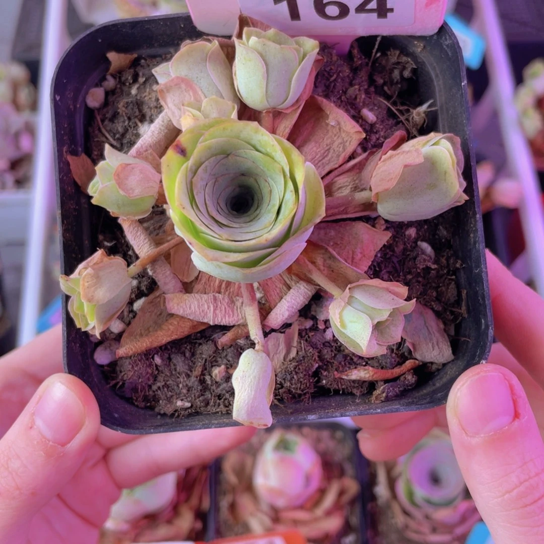 单品一物一拍164号