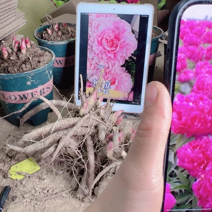 当前无花栽培后可以开花银线