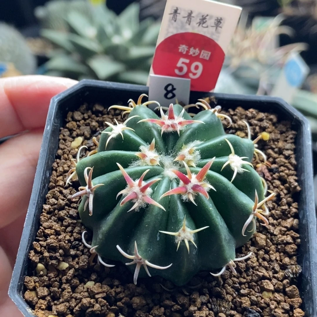 实生短刺武藏凌波4.8cm