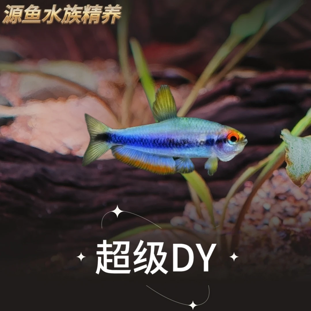 （野）超级DY/热带鱼/观赏鱼/南美灯鱼/草缸/南美缸/混养