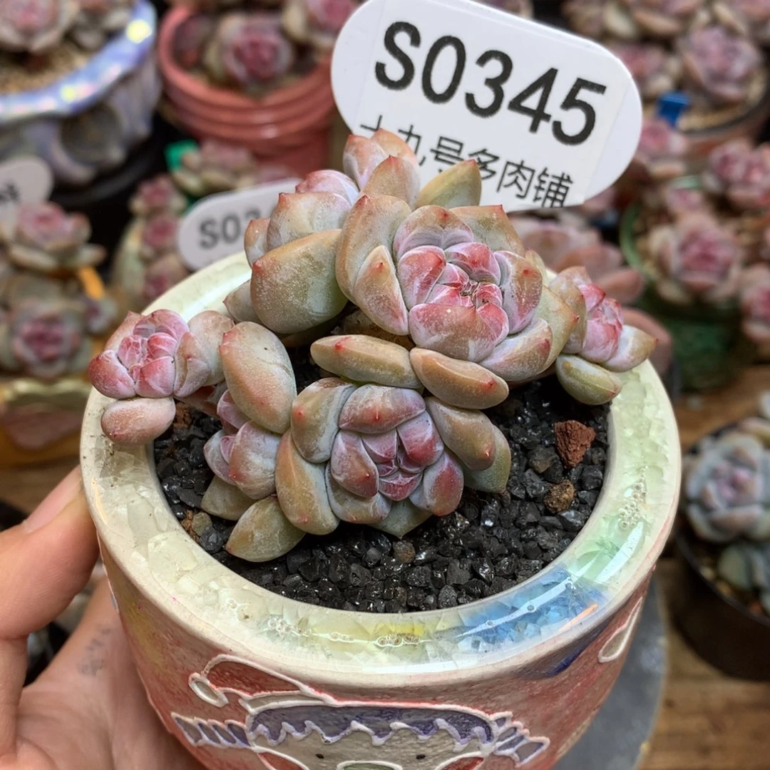 S0345 突尼斯 7.5cm