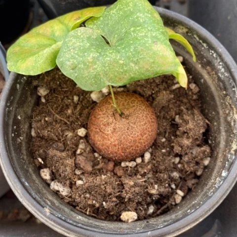 龟甲龙单9仙人球