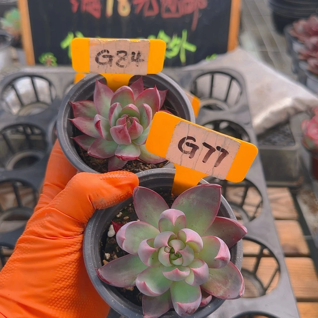 诚****麻G84-77 惊鸿单头多肉