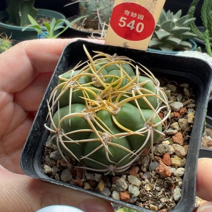 冢原海王一棵仙人球