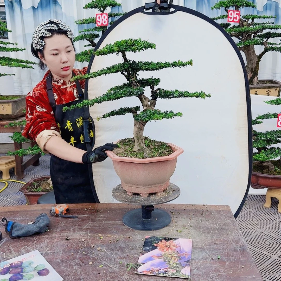 用***8无花朵罗汉松一物一拍888