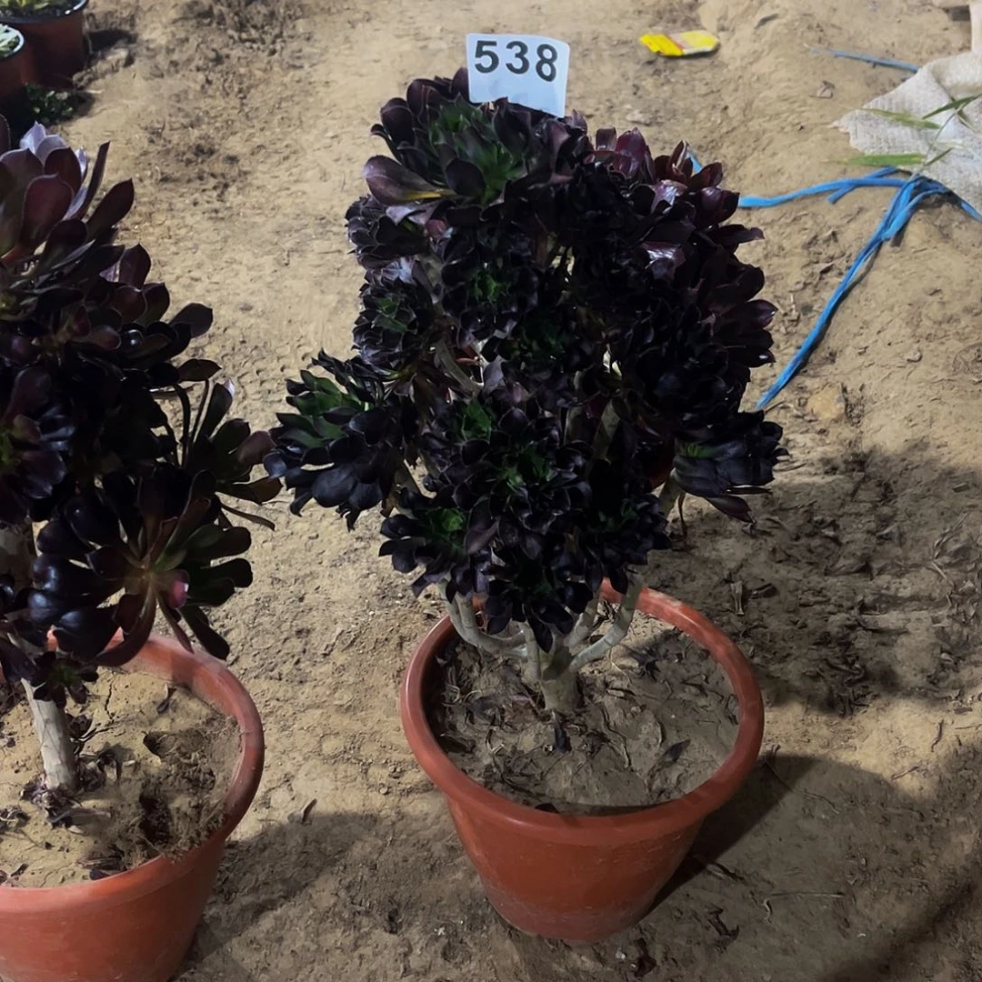 兔***萬多肉植物一物一拍538