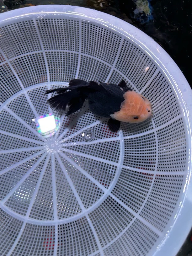 进口印尼玛丽黑白熊猫三色（不包邮）