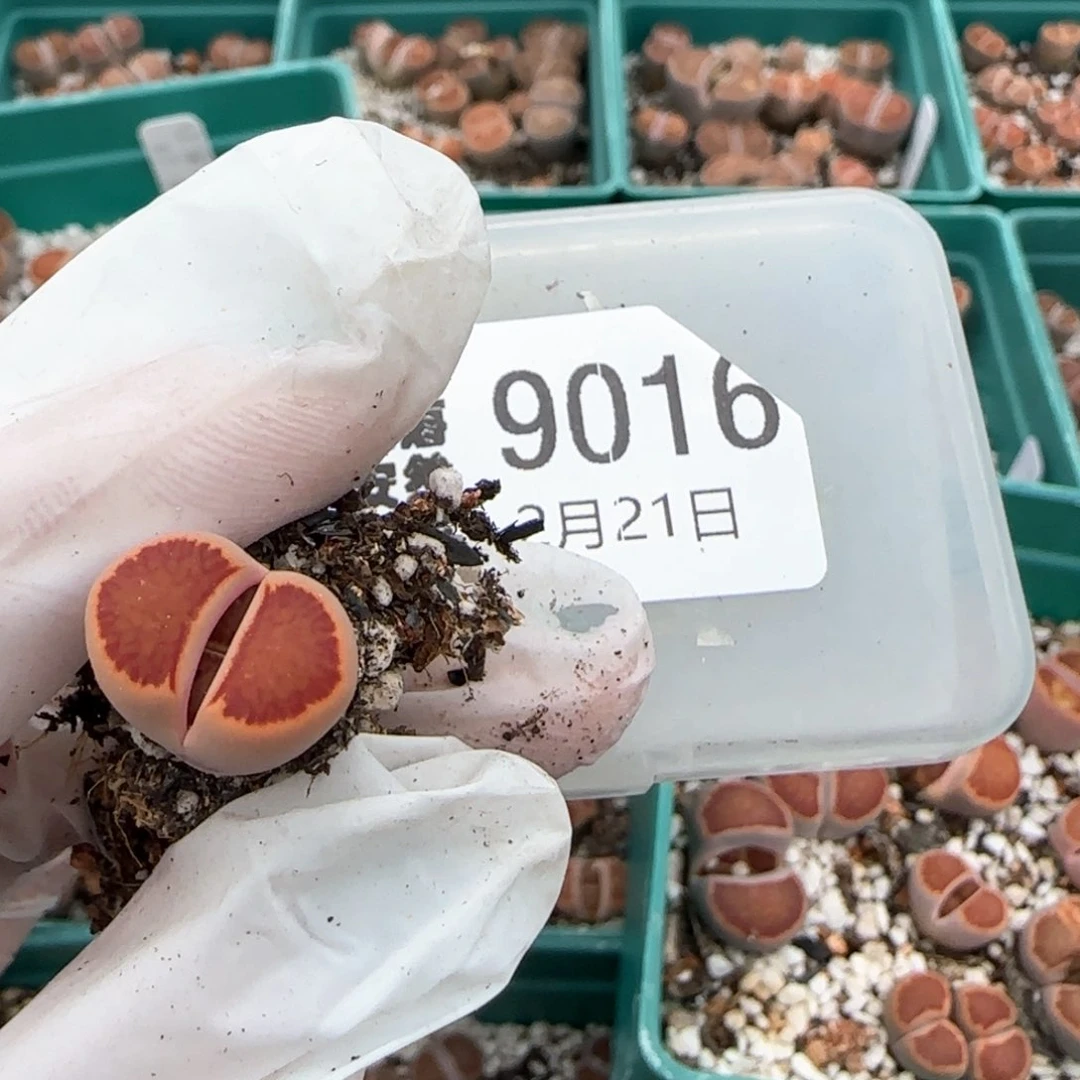 L****墩2.21，红窗菊，9016