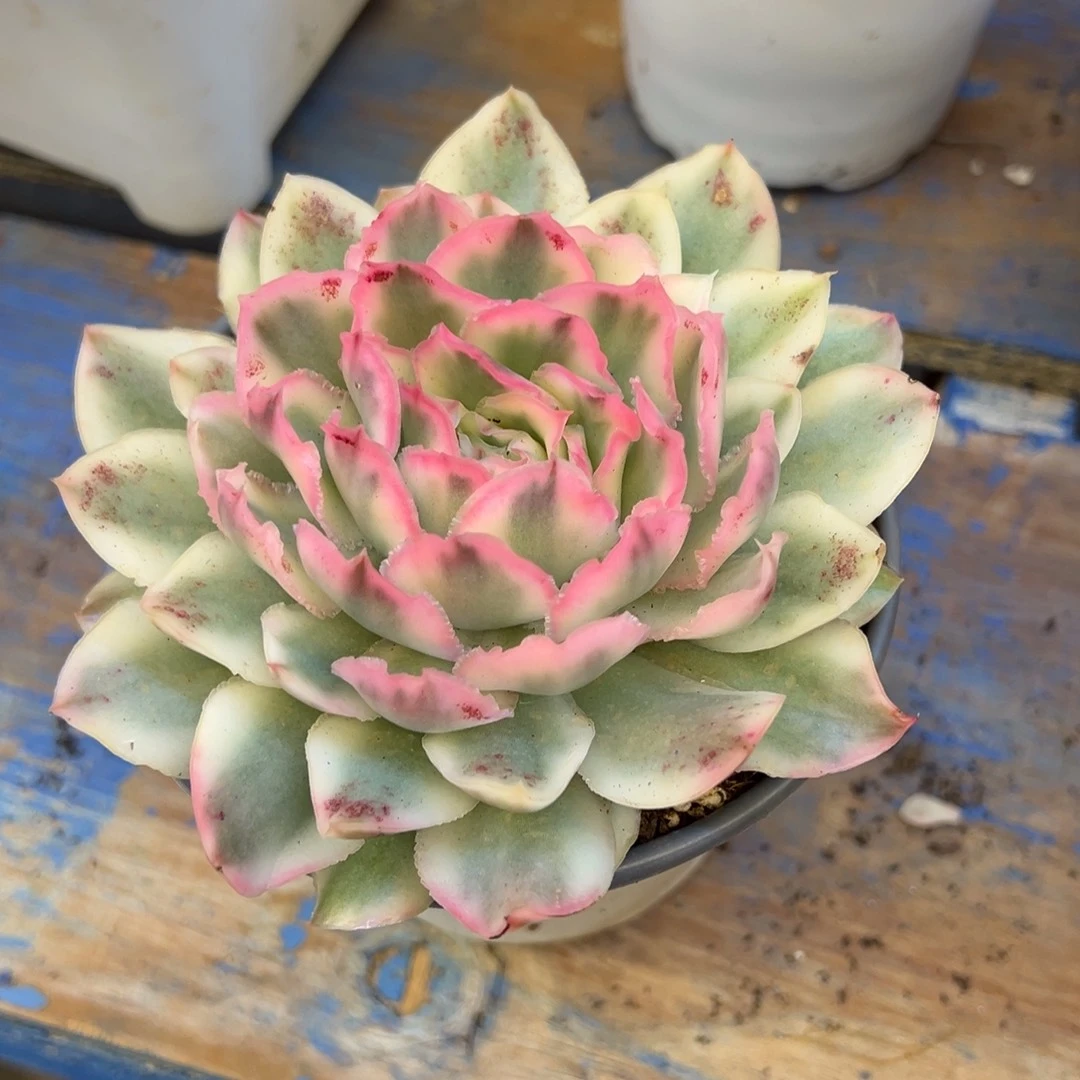 紫蝴蝶锦，，，，，，，，，，，，，，，