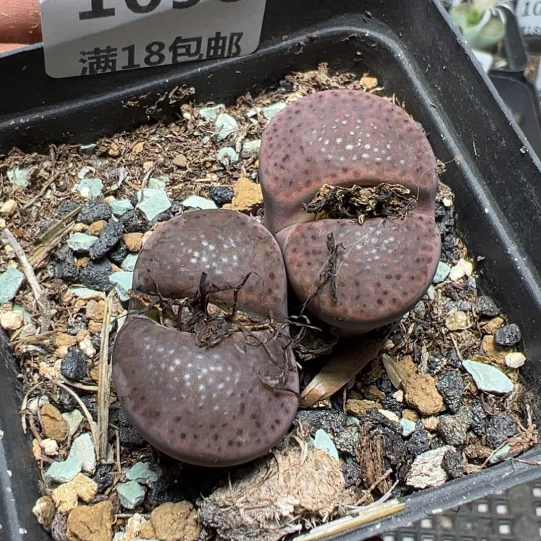 【闪购商品】 1098。