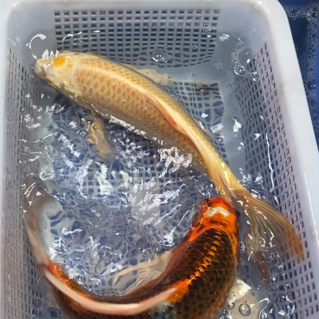 锦鲤冷水锦鲤包邮