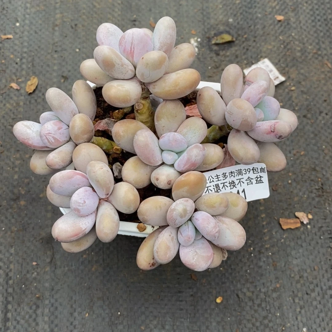 宋***宋041水光针多肉10cm