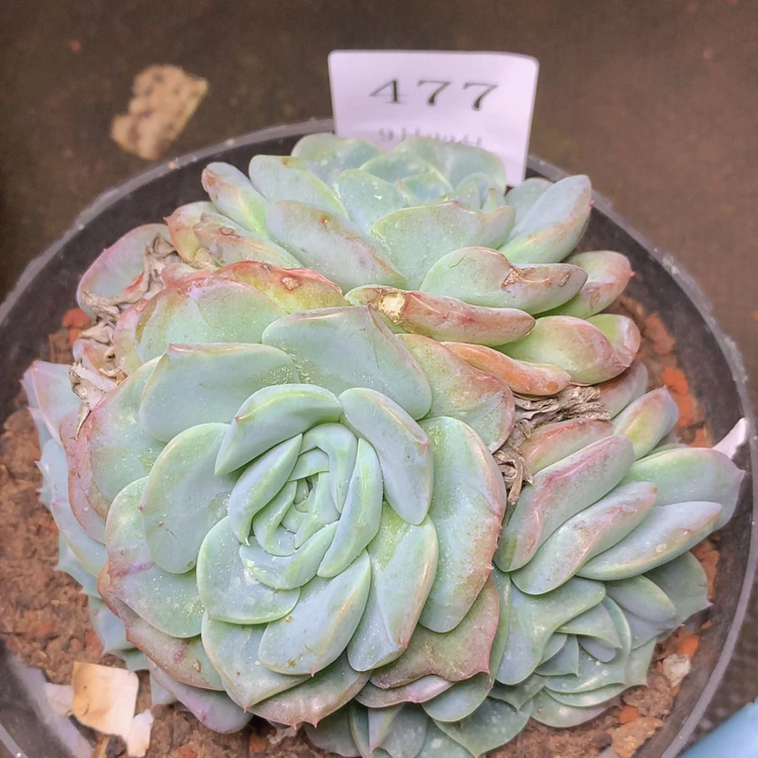 【闪购商品】云477年