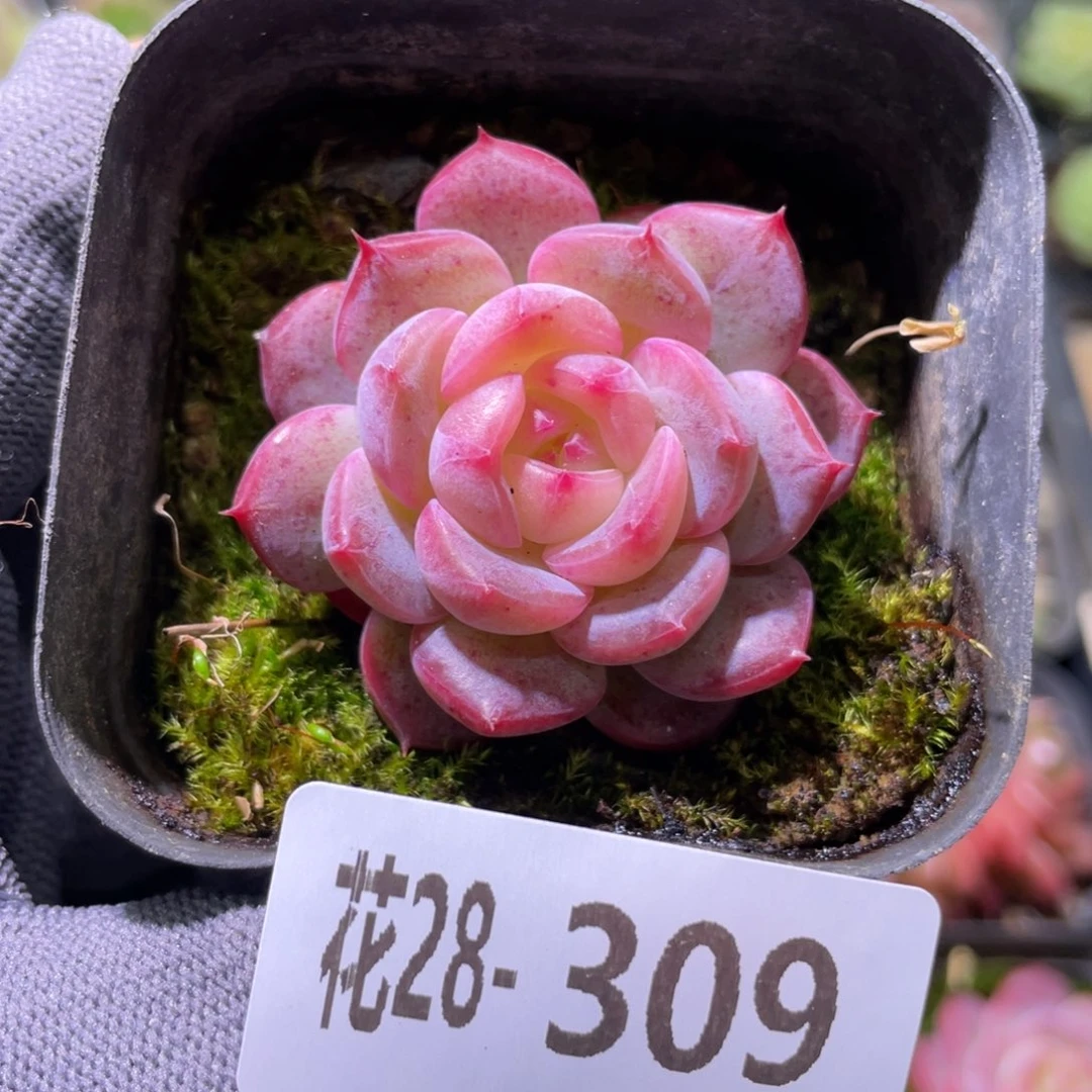 花利美28-309糖心新品