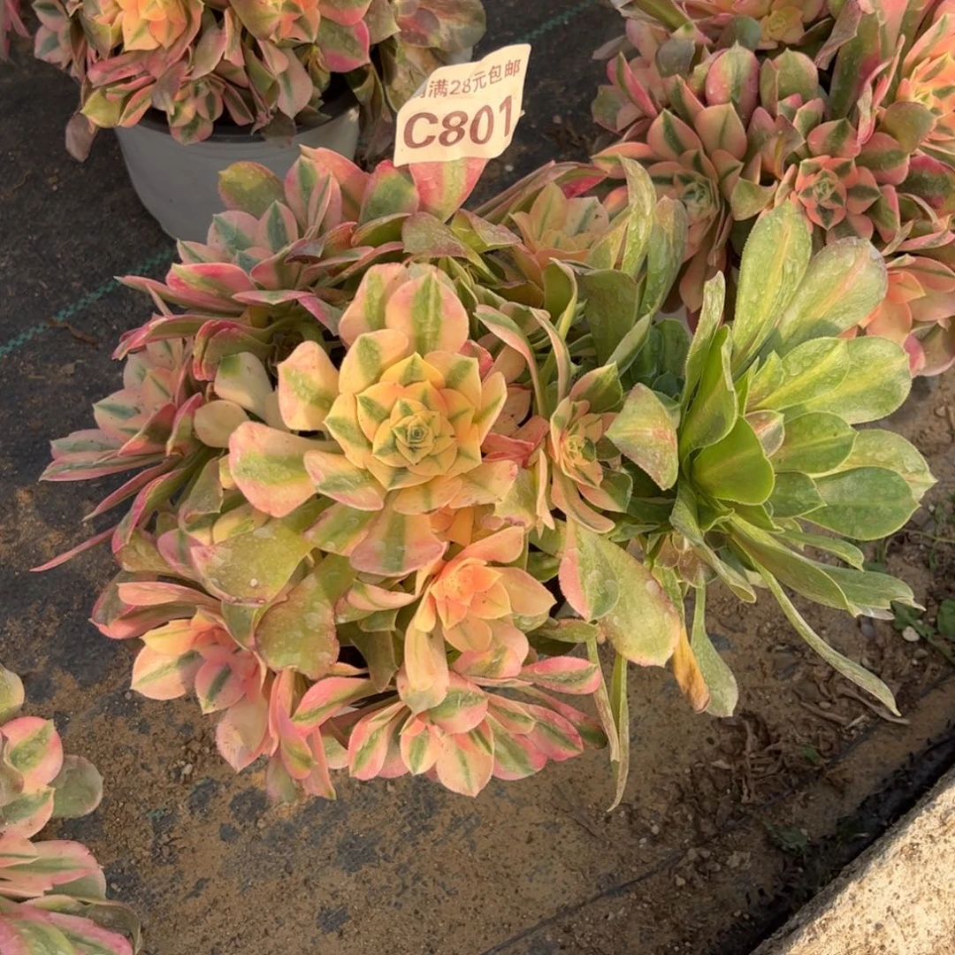 801多肉植物花脸香妃