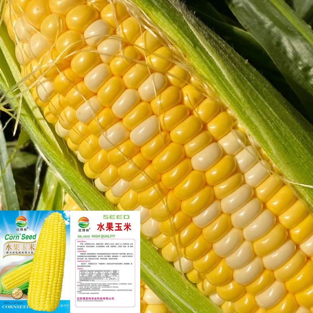 甜水果玉米种子生吃大棒非转基因四季播杂交檽玉米甜脆玉米种子
