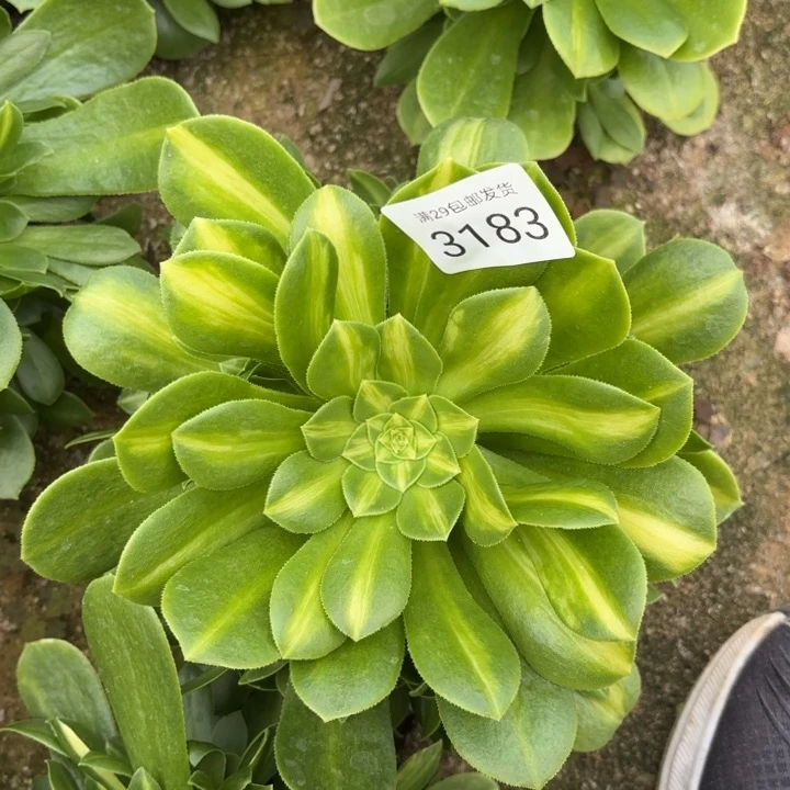 翡翠琉璃多肉法师3183