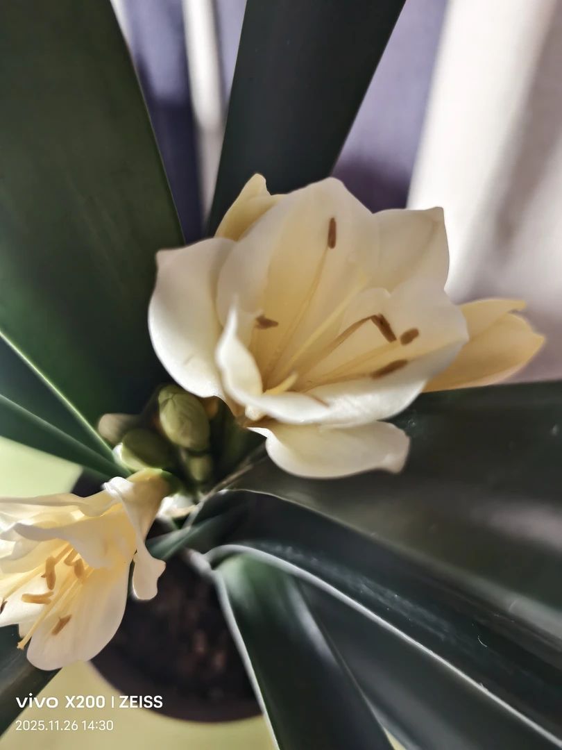 高端君子兰白花黄心