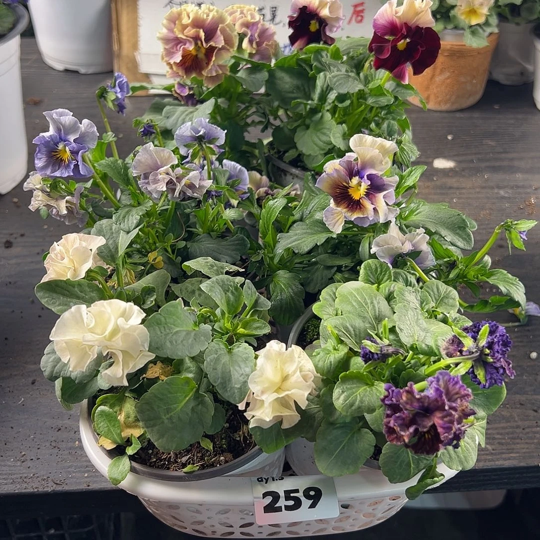 大部分花苞少量开放259号