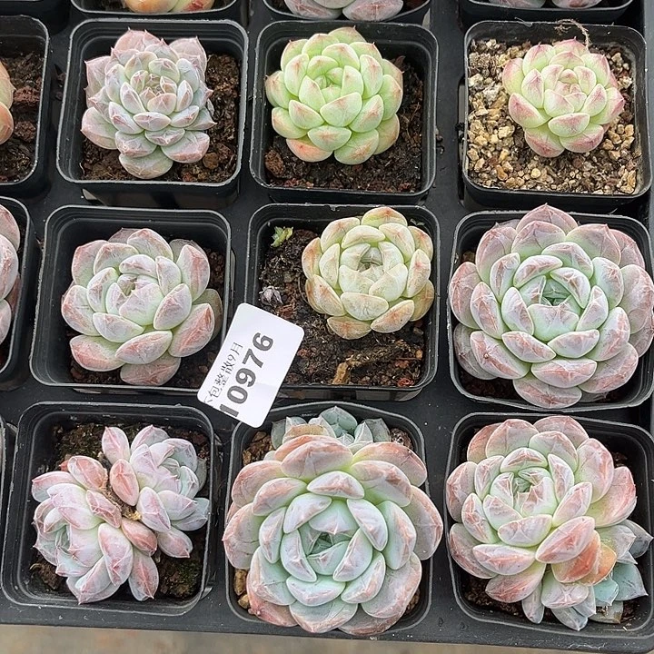 阿雅园艺。       976九颗
