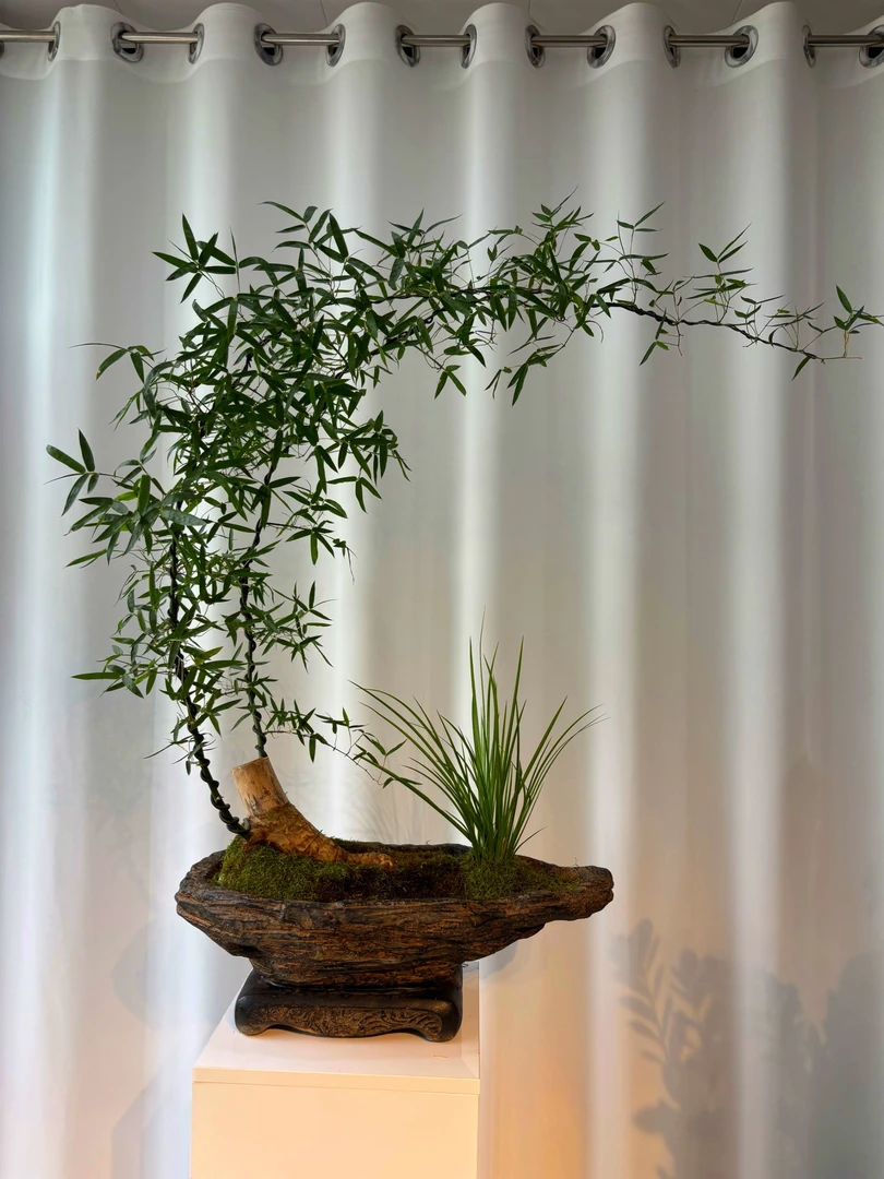 精品小叶簕竹老桩盆景