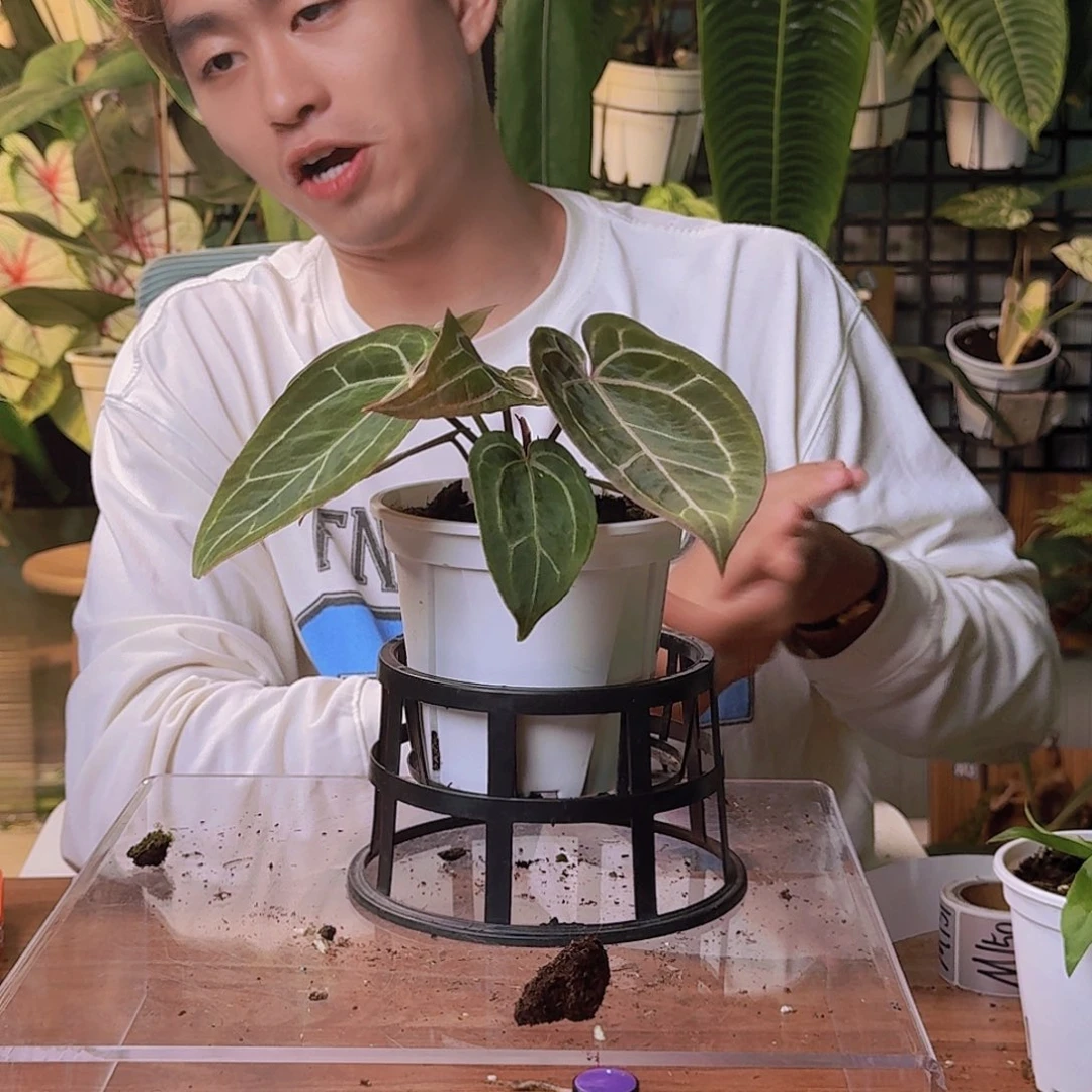 欧***欧完全开放一物一拍M146