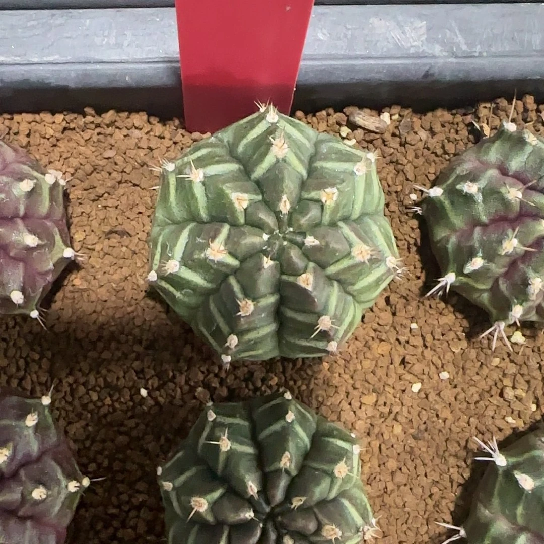 L711-0104泰国发货