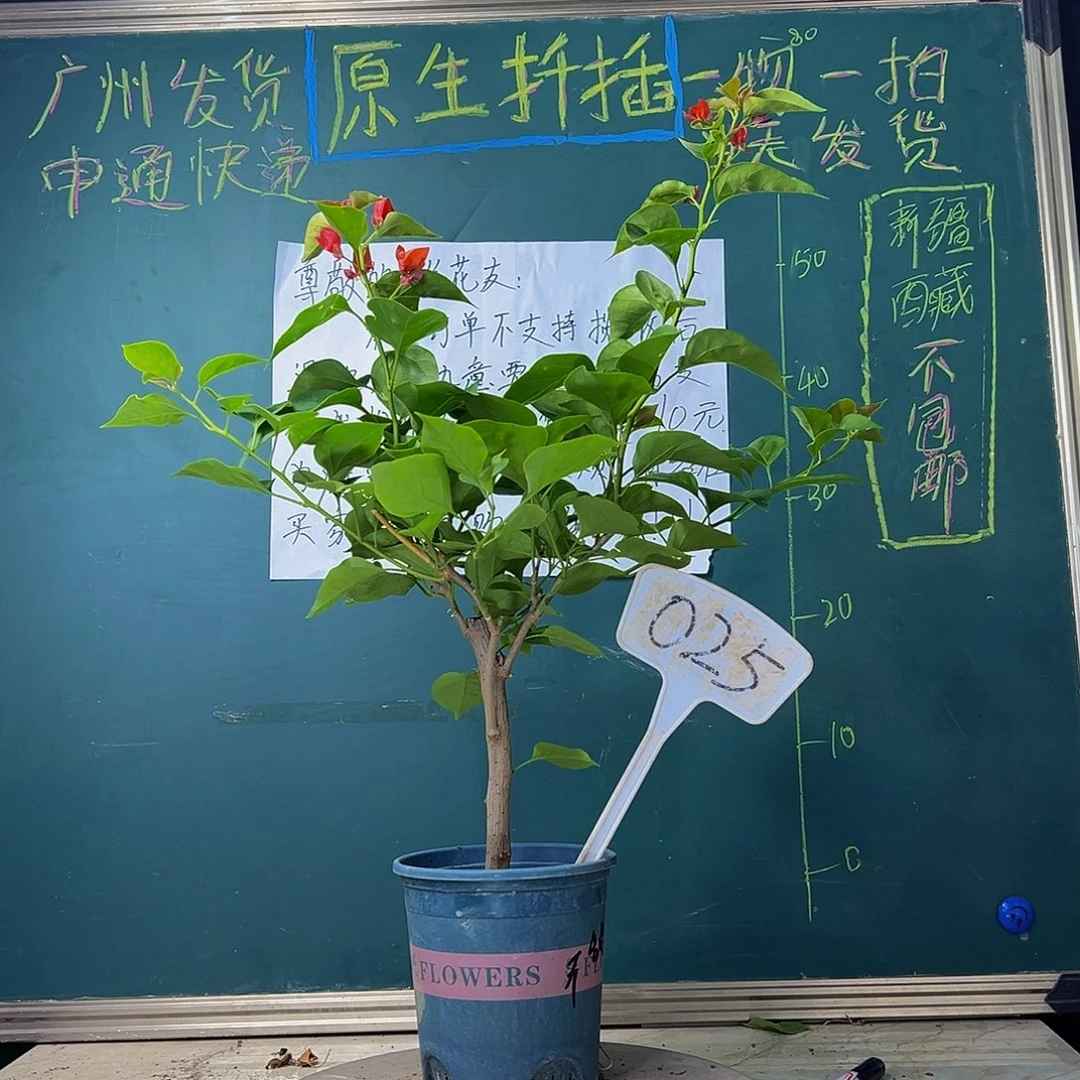 当前无花栽培后可以开花不甜西瓜025