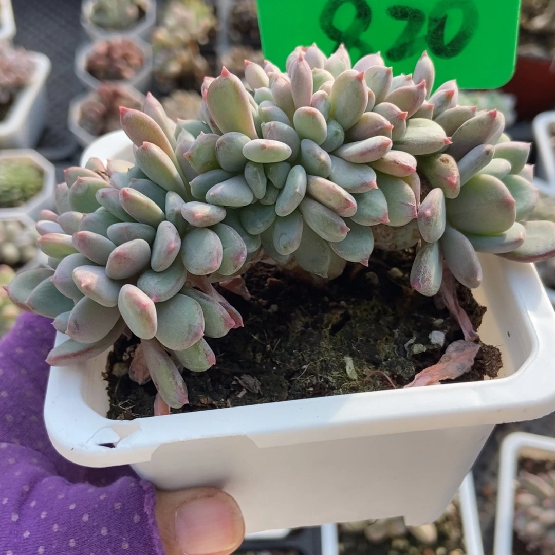 820粉珍妮多肉植物duorou