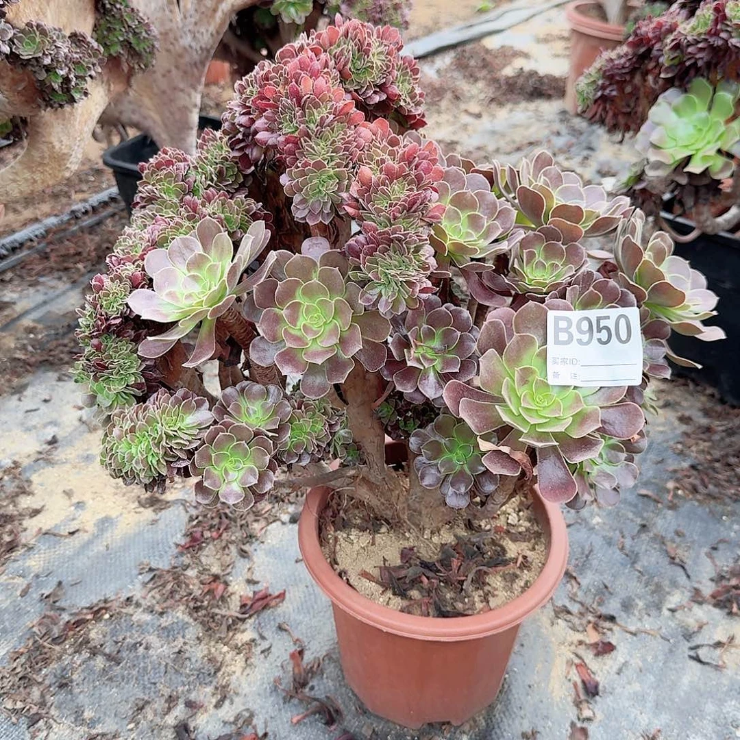 950欧紫朵朵有伤一颗呀呀