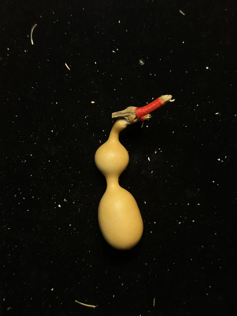 蚂蚁葫芦 厚皮细腰