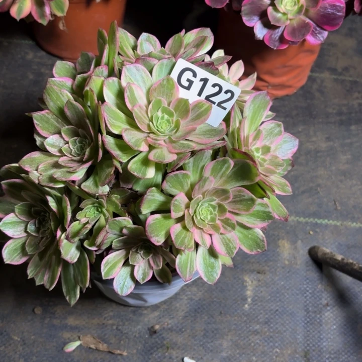 瑞妈，，，，。。。122万花筒，