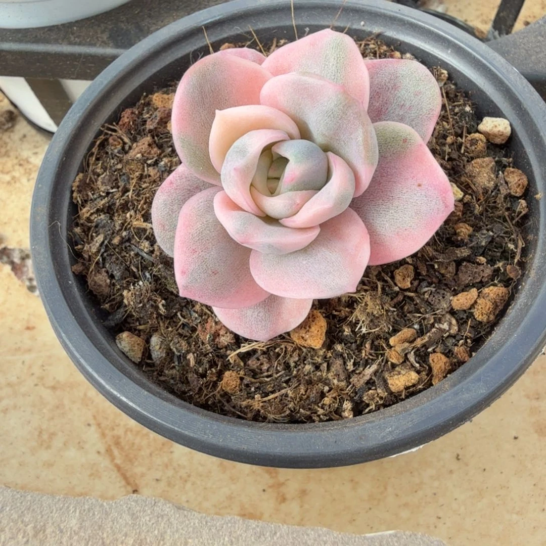 蓝***：彩色可爱玫瑰锦嫁接