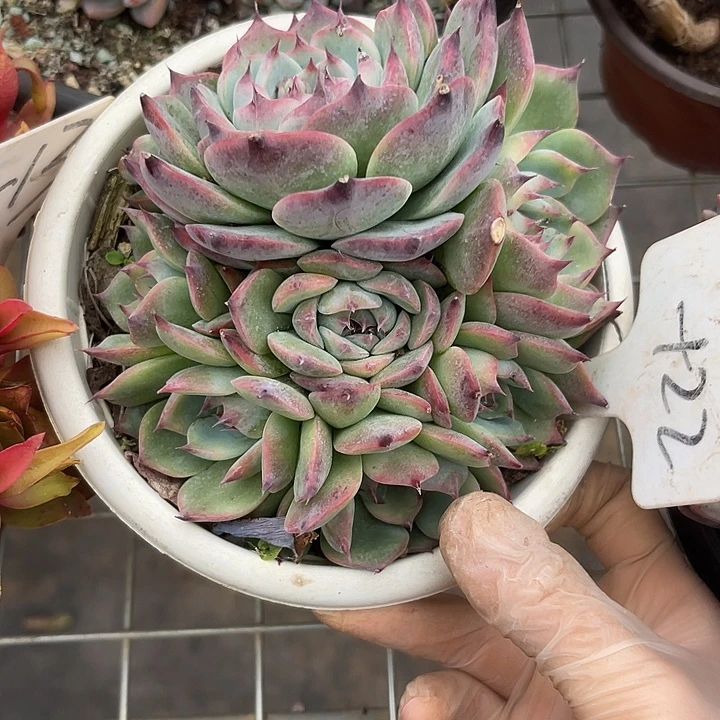 两单包邮，一物一拍吉娃娃22