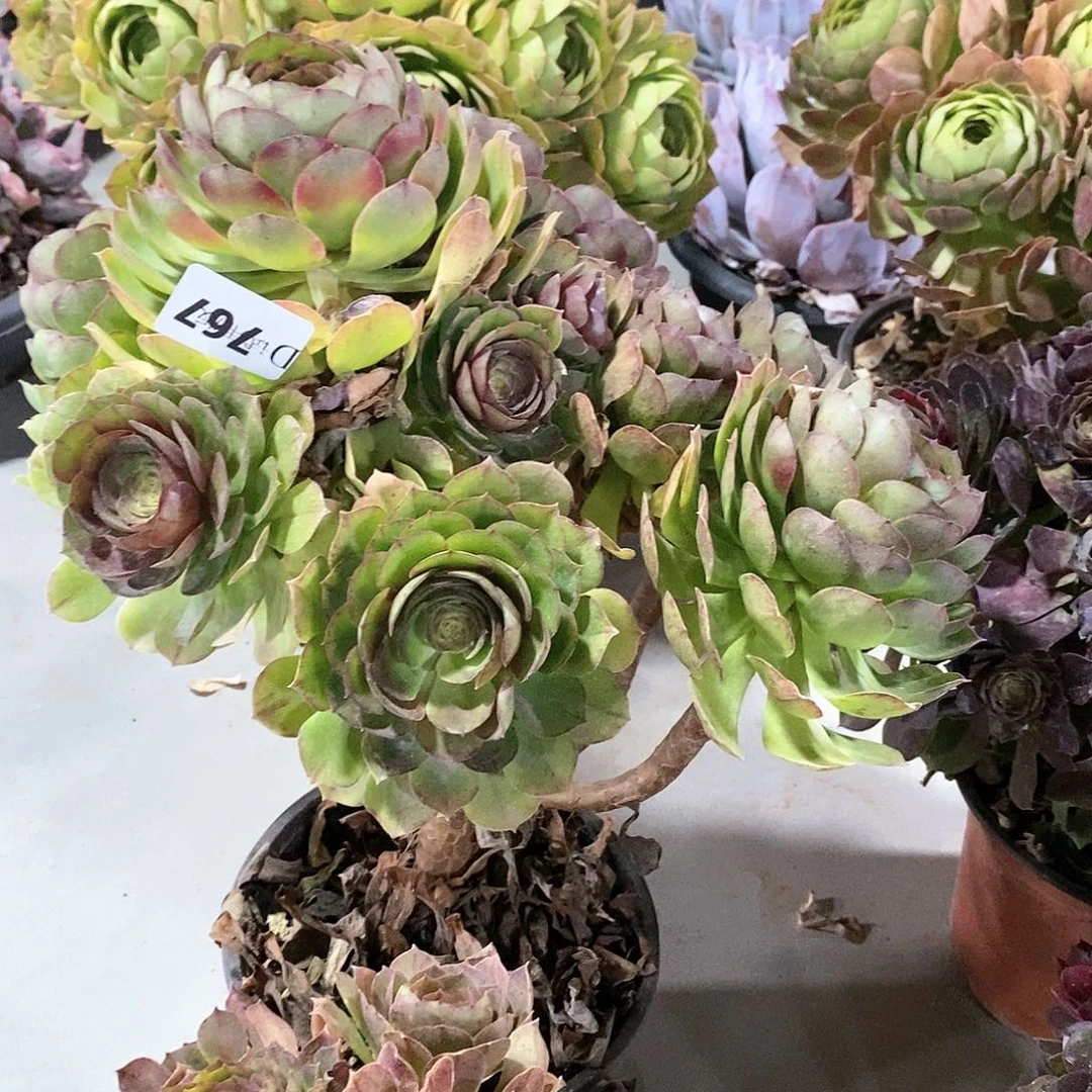 曼**华767万圣节多肉植物