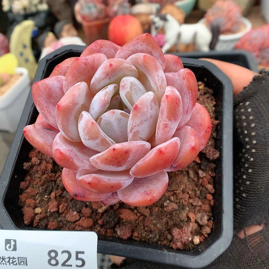 825冰橙多肉植物6666